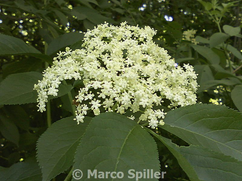 Sambucus nigra / Sambuco comune